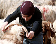 Most Jordanians are ignorant about animal welfare