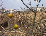 Uprooted orange trees testify tothe havoc played by Israeli raids