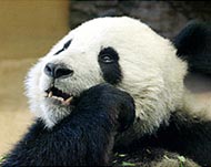 Ultimately the focus needs to beon panda habitat preservation