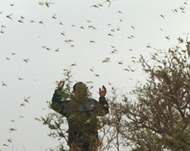 Tiny locusts can form swarms of up to 80 million