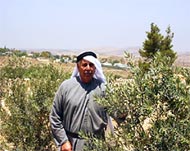 Israeli settlers often harass Palestinians picking olives