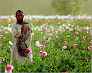 Opium poppy cultivation jumpedmore than 60% this year 