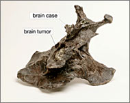 Scientists have also found braintumours in dinosaurs