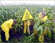 Greenpeace has been conductinga campaign against GM crops 