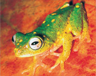 
Of the 34 frogs extinct in the world, 19 were from Sri LankaOf the 34 frogs extinct in the world, 19 were from Sri Lanka