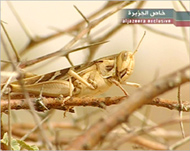 Niger was invaded by locusts in 2004 followed by a drought