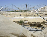 Greenhouses are dismantled in the Gush Katif settlement bloc in Gaza