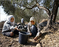 The ISM plans to help Palestinianvillagers harvest olive crops