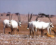 The striking Arabian Oryx was close to extinction