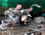 China will shut its borders if human-to-human bird flu is found