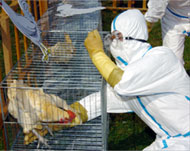 A health worker grabs a chicken in Hsinkang Park, Taiwan