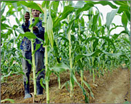 Maize prices continue to soar inMalawi as food insecurity worsens 