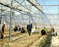 Settlers were accused of sabotaging irrigation systems before leaving