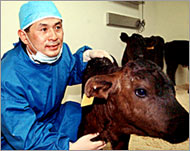 Hwang posed with a cloned cowin Seoul in December 2003
