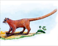 An artist's rendering of the Bornean red carnivore