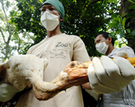 Indonesia has reported 18 confirmed deaths from bird flu 