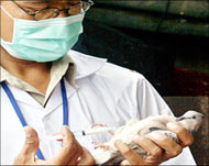 An agriculture ministry worker in Jakarta vaccinates a bird