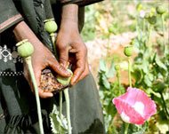 Afghanistan exported around $2.7 billion of opium in 2005