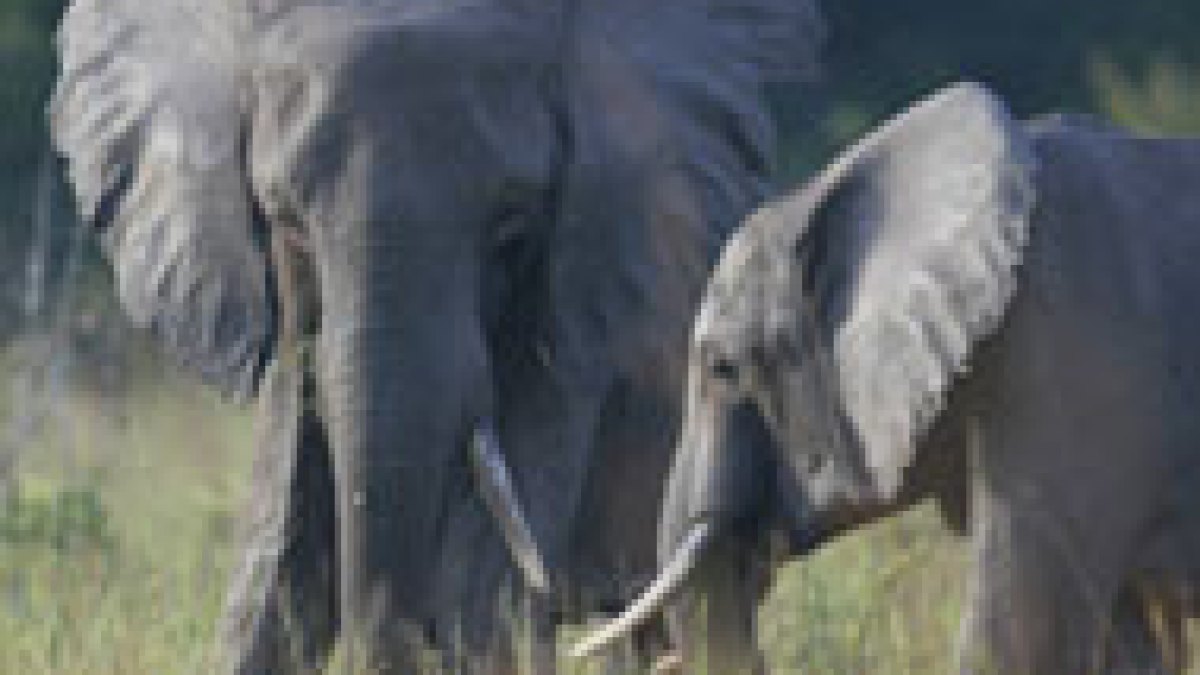 Elephants 'pay respects' to the dead | News | Al Jazeera