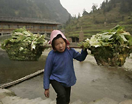 Millions of Chinese peasants continue to struggle to survive