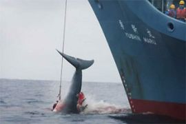 A whale being caught by a ship from a Japanese whaling fleet