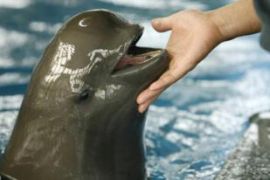 Finless porpoise dolphin
