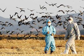 South Korea Bird Flu