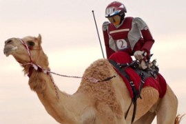 robo camel