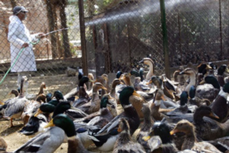 zoo keeper sprays disinfectant in duck cages