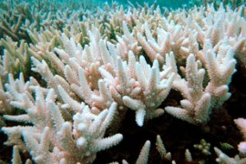 Bleached coral can be seen at the Keppel Islands on the southern Great Barrier Reef in Queensland