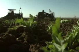 Tractors plough up a poppy field in Afghanistan