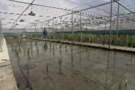 Greenpeace investigates the ease at which contaminated rice from the US enters the supermarket chains in the Philippines, the commodification of GM food is not a matter of choice but weak regulation that enables GM manufacturers to intensify their research and production in Asia - Genetically moderfied research on Rice paddies - 101 East