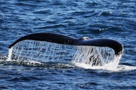 whaling humpback fluke