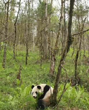 giant panda xiang xiang released into the wild