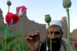 Afghan poppy farmer