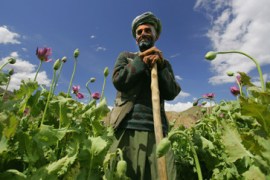Afghanistan - poppy crop