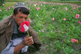 Afghanistan poppy crop