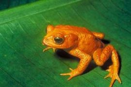 Frog Golden Toad Costa Rica extinction