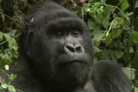 Mountain Gorilla DRC Rwanda