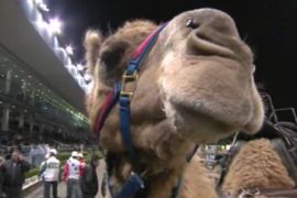 Australia - camel racing
