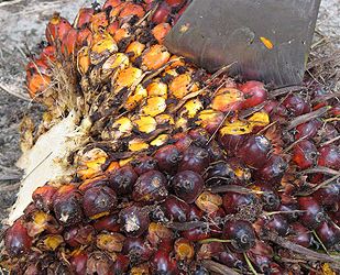 indonesia, forest, palm oil