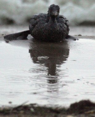 Russia Black Sea oil spill