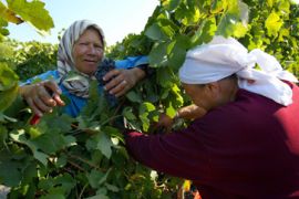 israel vineyard arab women
