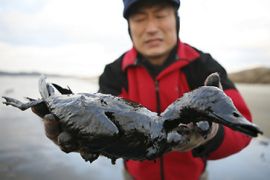south korea oil spill