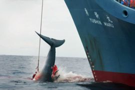 whaling japan