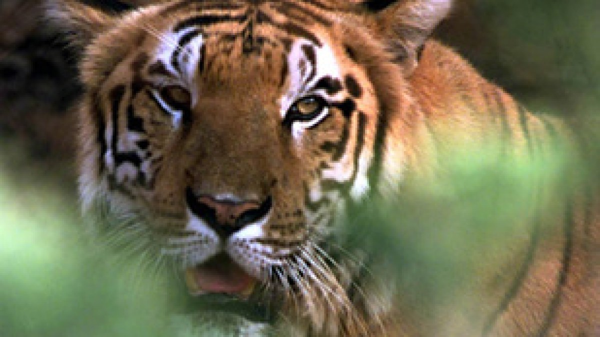 US tiger escape inquiry begins | News | Al Jazeera