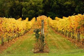 australia vinyard wine