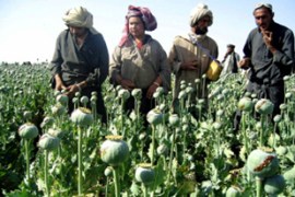 Afghanistan - drugs