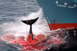 Japan whaling ship