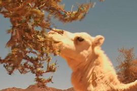 Niger desert camel